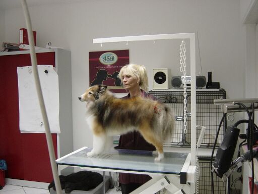 Sandy bei der Arbeit